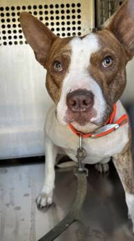 Rescue Pit Bull Terrier and Mixed Breed Dogs for Adoption in Fort Worth, Texas - Ace | PetCurious