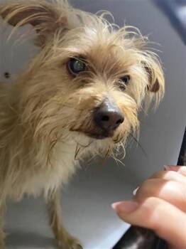 Maltese and Mixed Breed Dogs Available for Adoption - A651431 | PetCurious