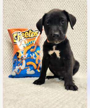 Rescue Black Labrador Retriever Dogs for Adoption in Columbia, Maryland - Cheeto Cs | PetCurious