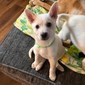 Yellow Labrador Retriever Dogs Available for Adoption - Sansa | PetCurious