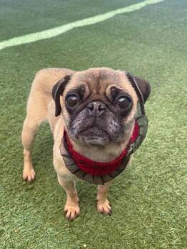 Mermaid -  Pug Dog for Adoption in Gardena, California - Mermaid | PetCurious