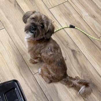 Terrier and Mixed Breed Dogs Available for Adoption in Newark, New Jersey - Gary | PetCurious