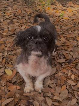 Shih Tzu and Maltese Dogs Available for Adoption in Tampa, Florida - Gizmo | PetCurious
