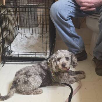 Cockapoo Dogs Available for Adoption - Pebble D10692 | PetCurious