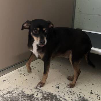 Pappo 3893 -  Miniature Pinscher Dog for Adoption in Loxahatchee Groves, Florida - Pappo 3893 | PetCurious