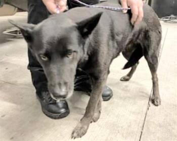 German Shepherd Dog and Mixed Breed Dogs Available for Adoption - A651455 | PetCurious