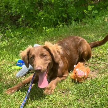 Chocolate Labrador Retriever Dogs Available for Adoption in Fairfax Station, Virginia - Atticus | PetCurious