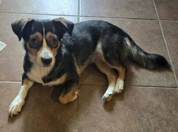 Riley available at Charlie