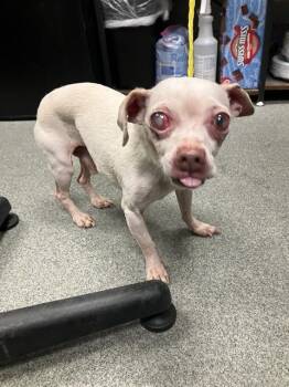 Mixed Breed Dogs Available for Adoption - A1280867 | PetCurious