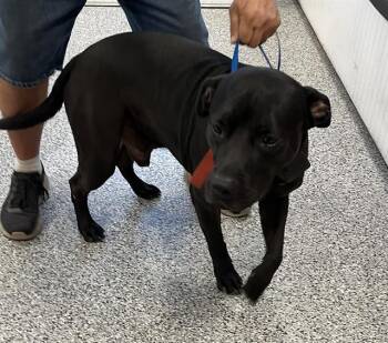 LASLO -  Mixed Breed Dog for Adoption in Palmetto, Florida - LASLO | PetCurious