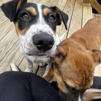 Terrier Dogs Available for Adoption in Guilford, Connecticut - Lola | PetCurious