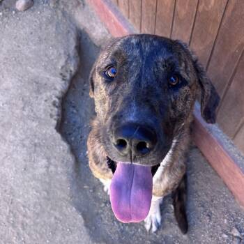 Rico -  Anatolian Shepherd and Great Pyrenees Dog for Adoption in Incline Village, Nevada - Rico | PetCurious