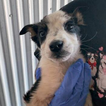 Australian Cattle Dog Blue Heeler Dogs Available for Adoption - Vladimir | PetCurious