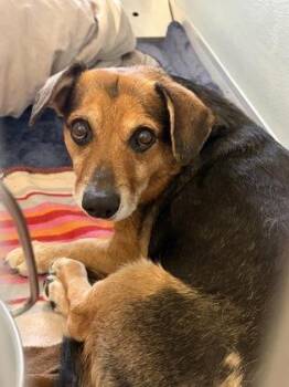 Spud -  Mixed Breed Dog for Adoption in Fresno, California - Spud | PetCurious
