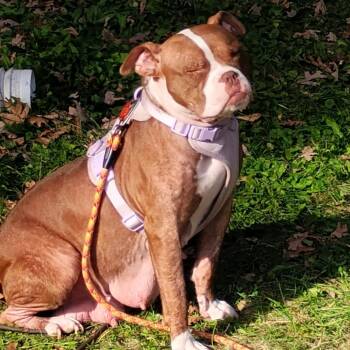 Madison -  Mixed Breed Dog for Adoption in Dekalb, Illinois - Madison | PetCurious