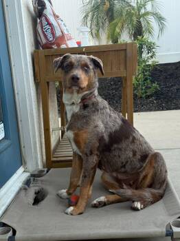 Australian Shepherd and Border Collie Dogs Available for Adoption - Ava (Courtesy Post) | PetCurious