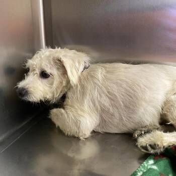 Mixed Breed and Terrier Dogs Available for Adoption in Westminster, California - WAGS-Stray-21509 | PetCurious