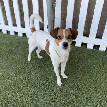 JJ -  Parson Russell Terrier and Mixed Breed Dog for Adoption in Modesto, California - JJ | PetCurious