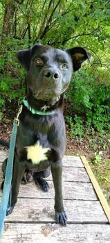 MOOKIE -  Labrador Retriever Dog for Adoption in Pegram, Tennessee - MOOKIE | PetCurious