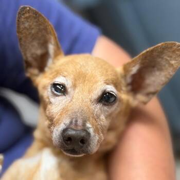 Rumplestiltskin -  Mixed Breed Dog for Adoption in Lake Jackson, Texas - Rumplestiltskin | PetCurious