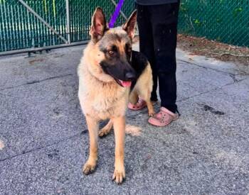 Bella -  German Shepherd Dog Dog for Adoption in Elizabethtown, North Carolina - Bella | PetCurious