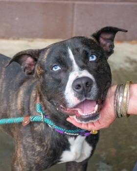 Jeeves -  Mixed Breed Dog for Adoption in Chamblee, Georgia - Jeeves | PetCurious