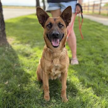 TULA -  German Shepherd Dog and Mixed Breed Dog for Adoption in Modesto, California - TULA | PetCurious