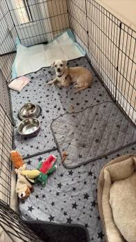 Charlotte -  Mixed Breed Dog Available for Adoption in Athens, Ontario - Charlotte | PetCurious