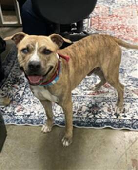 Pit Bull Terrier Dogs Available for Adoption in Dayton, Ohio - GOO GOO | PetCurious