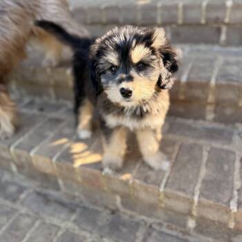 Bernadoodle Dogs Available for Adoption in Warrior, Alabama - Titan | PetCurious