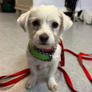 Stanley -  Mixed Breed Dog for Adoption in Greensboro, North Carolina - Stanley | PetCurious