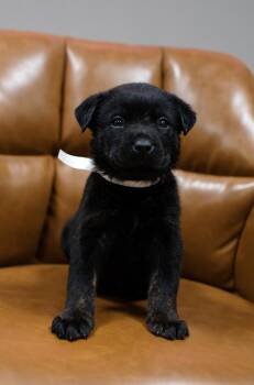 Labrador Retriever and Rottweiler Dogs Available for Adoption in Frankfort, New York - Montana | PetCurious