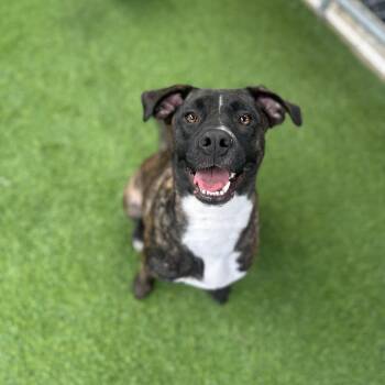 Rescue Mixed Breed Dogs for Adoption in Birmingham, Alabama - Rosie | PetCurious