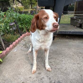 Maple D12068 -  Brittany Spaniel Dog for Adoption - Maple D12068 | PetCurious