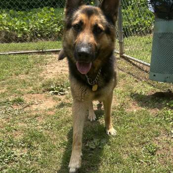 Rescue Mixed Breed Dogs for Adoption in Auburn, Alabama - Sookie | PetCurious