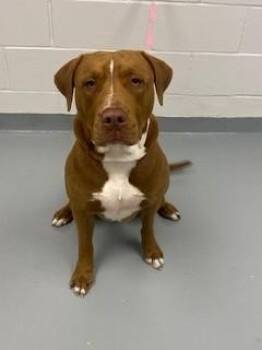 MOOMOO -  Pit Bull Terrier and Mixed Breed Dog Available for Adoption in St. Cloud, Florida - MOOMOO | PetCurious