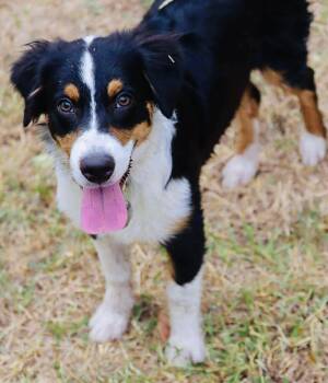 Rescue Australian Shepherd Dogs for Adoption in North Richland Hills, Texas - ARPH #14679 - Bosque | PetCurious