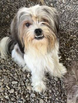 Souffle -  Shih Tzu Dog for Adoption in Plano, Texas - Souffle | PetCurious