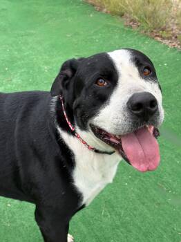 Rescue American Bulldog and American Staffordshire Terrier Dogs for Adoption in Marble Falls, Texas - Otis | PetCurious