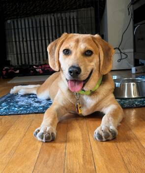 Linguine - LOCAL in MA -  Beagle and Retriever Dog for Adoption in Princeton, Massachusetts - Linguine - LOCAL In MA | PetCurious