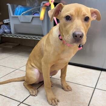 Dolly -  Pit Bull Terrier Dog for Adoption in Birmingham, Alabama - Dolly | PetCurious