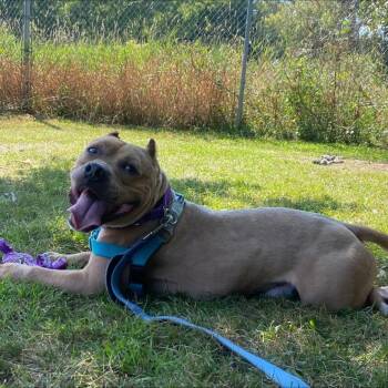 Mr. Bean -  Mixed Breed Dog for Adoption in Oshkosh, Wisconsin - Mr. Bean | PetCurious