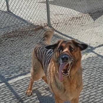 Dianna -  German Shepherd Dog Dog for Adoption in Windsor, Virginia - Dianna | PetCurious