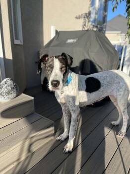 Ruby -  Great Dane Dog for Adoption in Millcreek, Utah - Ruby | PetCurious