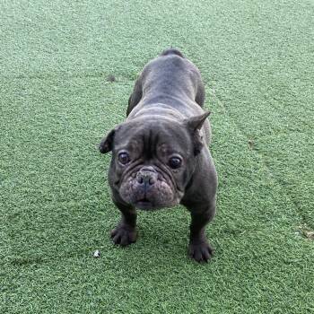 French Bulldog Dogs Available for Adoption - Axel 2956 | PetCurious