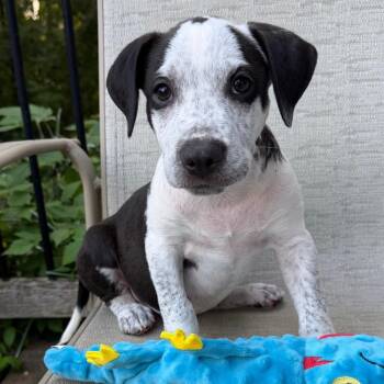 Oceania -  Border Collie Dog for Adoption in Minneapolis, Minnesota - Oceania | PetCurious