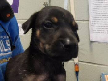 GARRY -  Pit Bull Terrier and Mixed Breed Dog for Adoption in Tulsa, Oklahoma - GARRY | PetCurious