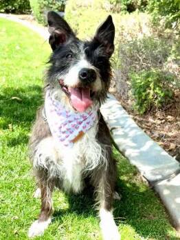 Rosie -  Border Collie and Terrier Dog for Adoption in Gardnerville, Nevada - Rosie | PetCurious