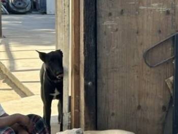 LUNA -  German Shepherd Dog and Mixed Breed Dog for Adoption in Stockton, California - LUNA | PetCurious