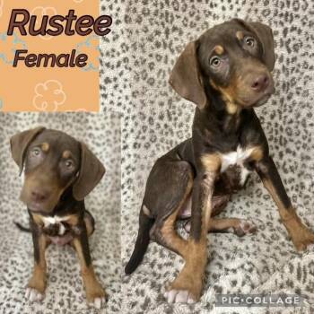 Rustee -  German Shorthaired Pointer Dog for Adoption in Manchester, Connecticut - Rustee | PetCurious